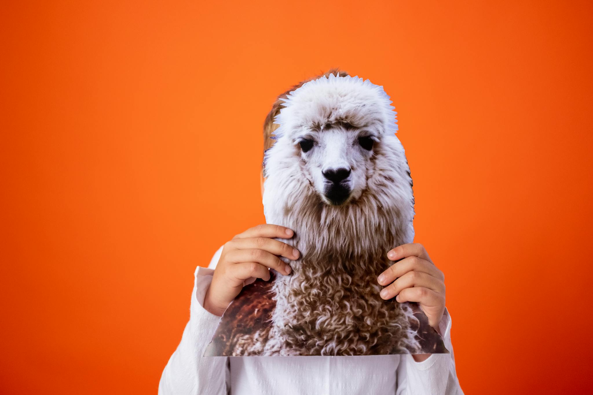 White Long Coated Small Dog